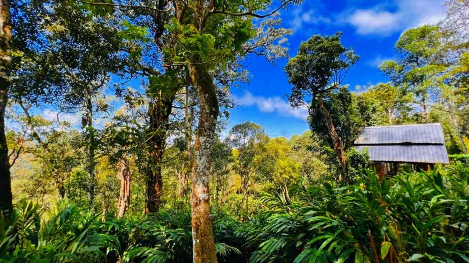 Bamboo Dale Resort, Munnar Zewnętrze zdjęcie